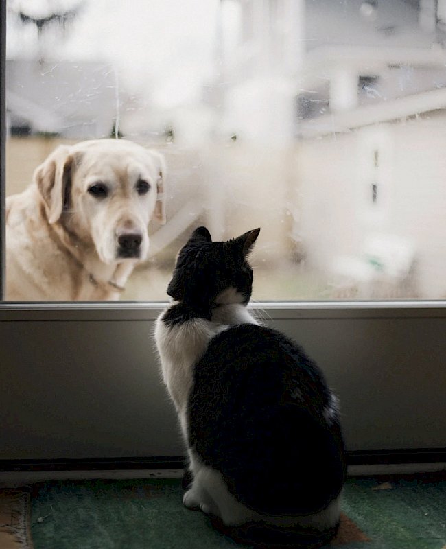 Dog & cat vet in Austin, TX